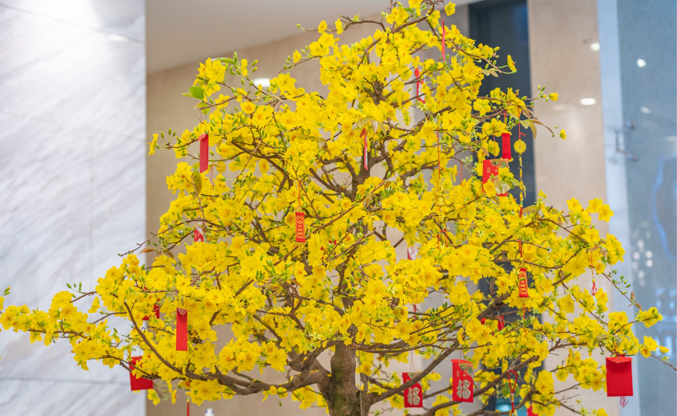 Gợi ý Layout Trang trí sảnh chung cư ngày Tết với cây mai vàng lớn đặt trung tâm
