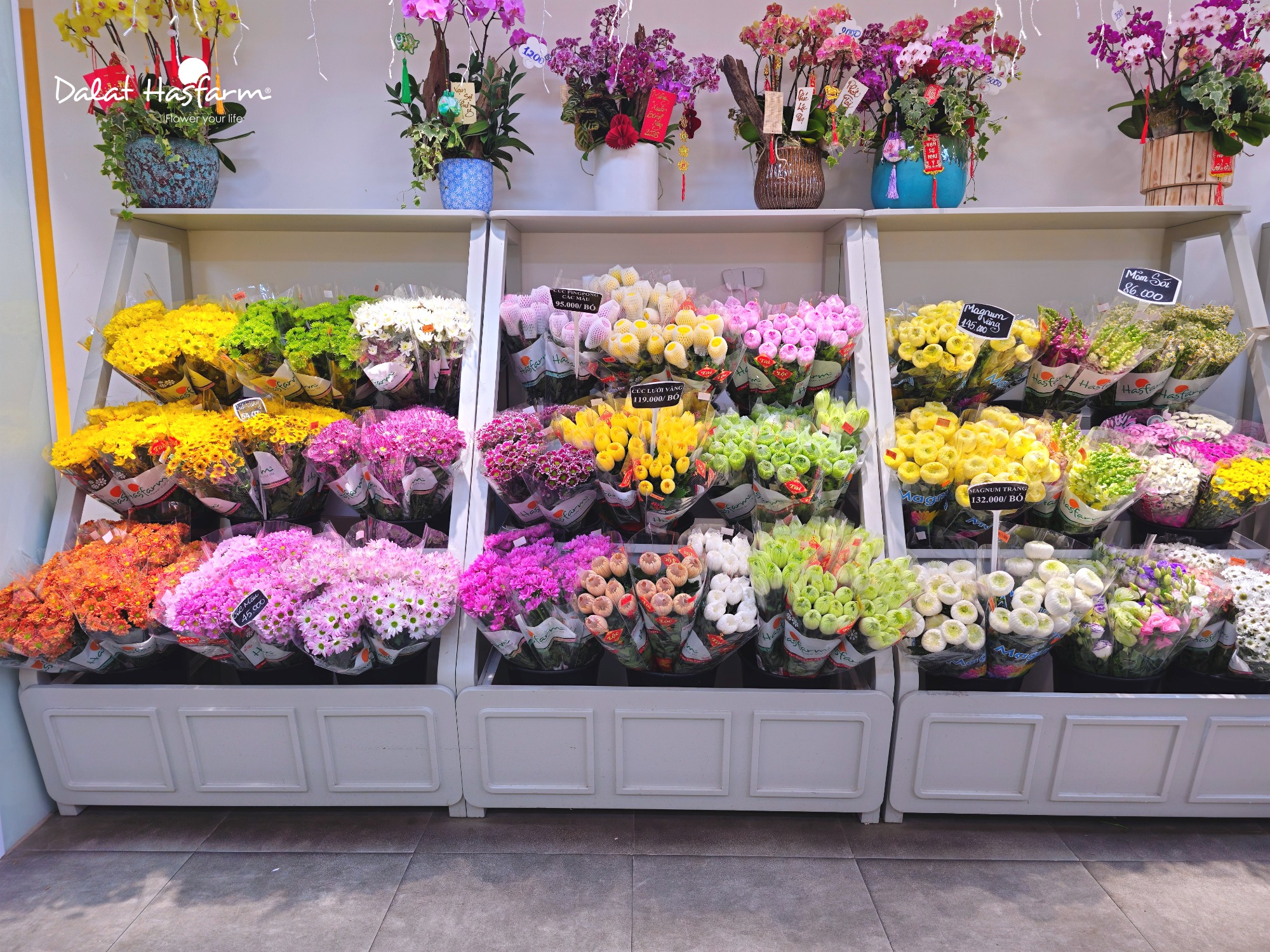 Top 10+ Địa Chỉ Mua Quà 8/3 Ở TP.HCM Đẹp - Ý Nghĩa - Được Yêu Thích Nhất: Dalat Hasfarm Top 10+ Địa Chỉ Mua Quà 8/3 Ở TP.HCM Đẹp - Ý Nghĩa - Được Yêu Thích Nhất: Dalat Hasfarm